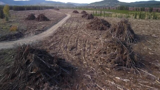 Piles of logs sit in Clear-cut logging area in Canada