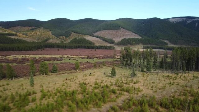Clear-cut area in Alberta forest
