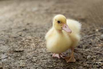 Yellow duck waterfowl family. Tiny Baby Ducklings in agriculture farm.