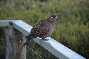 common bronzewing pigeon western australia
