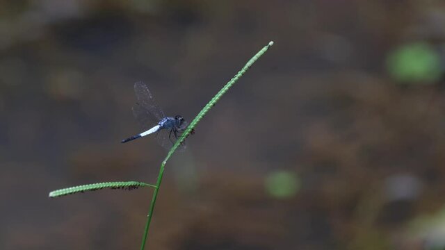 Perched on a blade moving its body and wings during the afternoon, Pond Adjutant, Aethriamanta gracilis, Thailand.