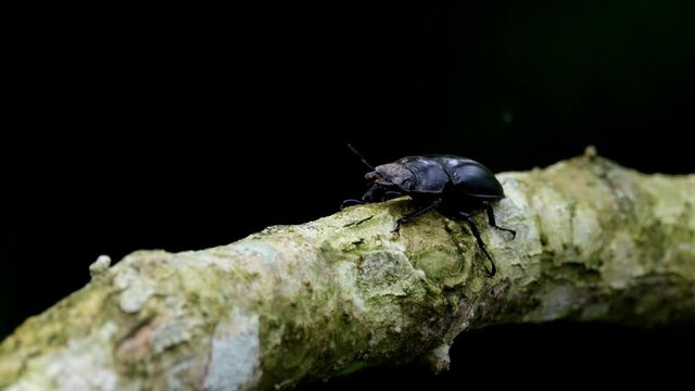 Lovely black background, seen moving its antennae, branch moving with the wind, Stag Beetle, Hexarthrius nigritus Sundayrainy, Khao Yai National Park, Thailand.