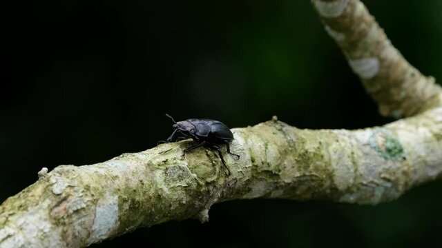 Seen moving in slow motions with its antennae as it is found on a forked branch in the forest, Stag Beetle, Hexarthrius nigritus Sundayrainy, Khao Yai National Park, Thailand.
