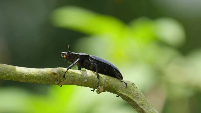 Seen on top of a branch moving its antennae and raising its head up, wind blowing moving the branch, Stag Beetle, Hexarthrius nigritus Sundayrainy, Khao Yai National Park, Thailand.