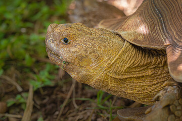 2021-10-08 CLOSE UP OF A MATURE TORTOISE ON KAUHI HAWAII