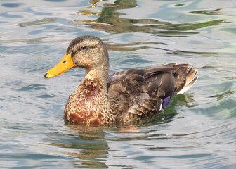 Mallard Duck Female charming the photographer