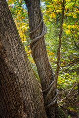 Vines grow up the sides of trees at Watkins Glen State Park.  Thick vines work their way around and up the trees.  Overgrowth in forest.  