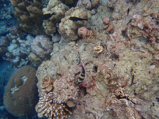 タイ　スリン諸島の魚