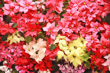 クリスマスシーズン　ポインセチアの集団の正面写真
