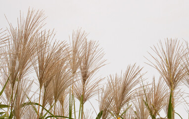 日本の秋　ススキの群生と空　コピースペース