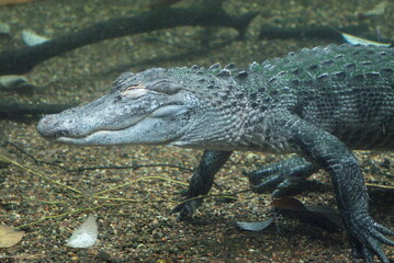 Caiman