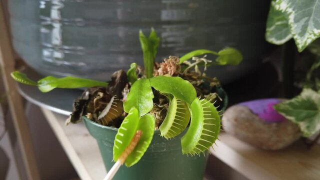Venus fly trap eats a meal worm
