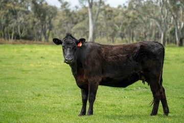 Beef cows and calves grazing on grass in Australia. Eating hay and silage. breeds include speckled...