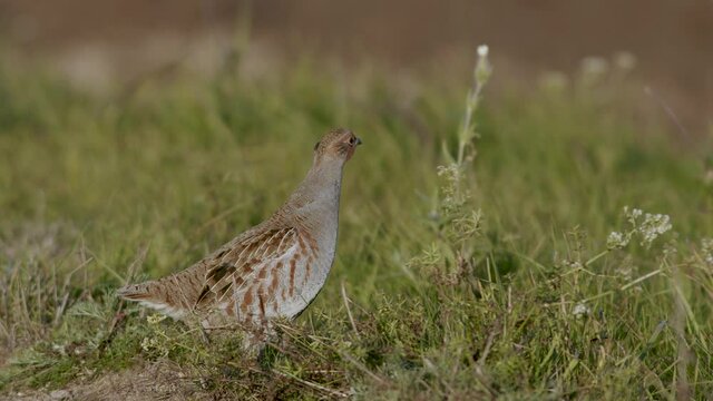 Perfect closeup of gray partridge bird walking on road and grass meadow feeding and hiding