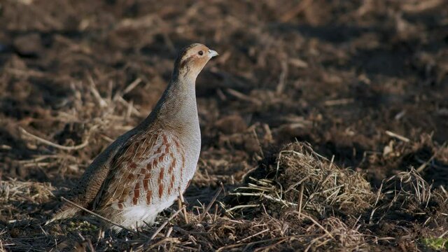 Perfect closeup of gray partridge bird walking on road and grass meadow feeding and hiding