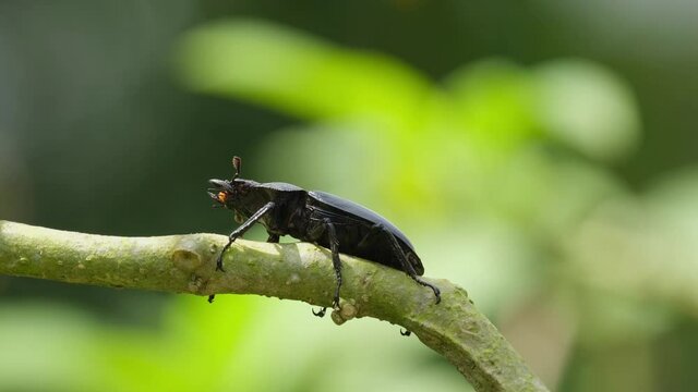 Seen on top of a small branch moving its legs then it stoops down moving its antennae and mandibles, shadows moving, Stag Beetle, Hexarthrius nigritus Sundayrainy, Khao Yai National Park, Thailand.
