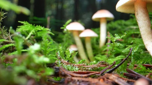 Low angle push out of growing toxic mushrooms on deep wet forest ground during sunny day - Dolly motion in prores
