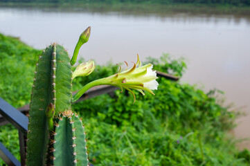 cactus with very sharp thorns