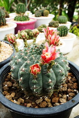Collection of various cactus and succulent plants in home garden