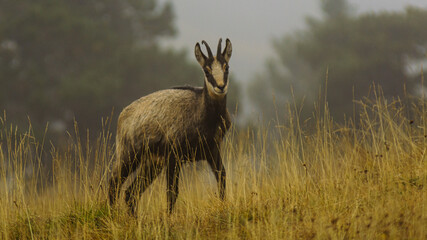Chamois de Chartreuse - Isère.