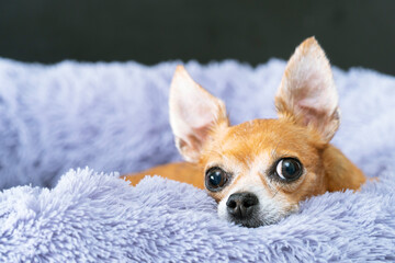 A red-haired toy terrier lies on a fluffy gray bed at home, resting.