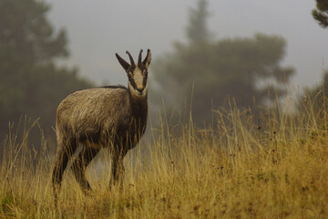 Chamois de Chartreuse - Isère.