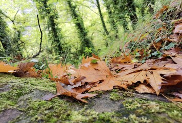 leaf fallen in the forest after rain in autumn season
