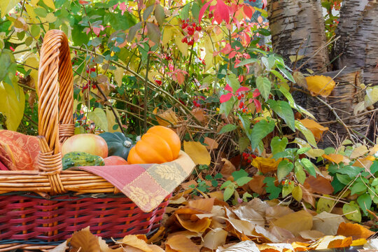 Harvest basket with pumpkin, squash and apples around autumn colored leaves.