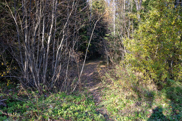 a path in a sunny autumn forest