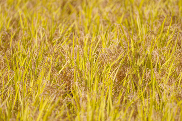 実りの秋　色付く稲穂