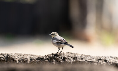 身近な小鳥　セキレイ