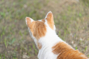 猫の後ろ姿　茶白猫