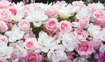 Blossom wall light pink rose  and white for  background
