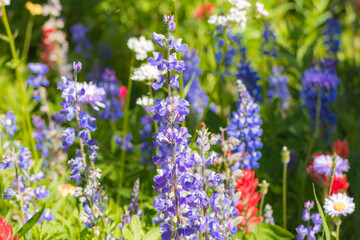 Fototapeta premium Beautiful wildflowers in the sun on the meadow in Sun Peaks, British Columbia. Colorful sunny flowers closeup. Purple Lupins