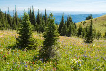Beautiful summer wildflower meadows in the alpine of Sun Peaks - ski resort in British Columbia, Canada. Fir trees and abundant meadows