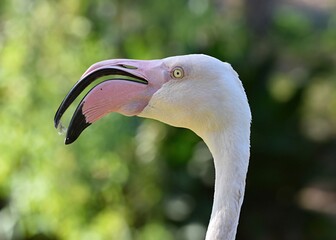 A close up and profile of a flamingo.
