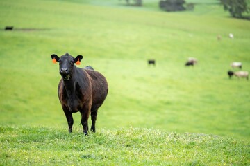 Close up of Stud Beef bulls and cows grazing on grass in a field, in Australia. eating hay and...