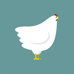 White Hen isolated. Chicken Farm bird. vector illustration