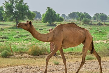 Camel walking along a field