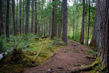 Wide hiking trail in the lush green mossy forest in British Columbia, Shuswap region