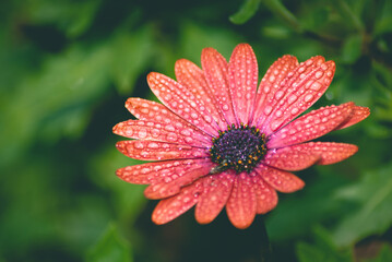Autumn flowers. Pink chrysanthemums. Autumn background. 