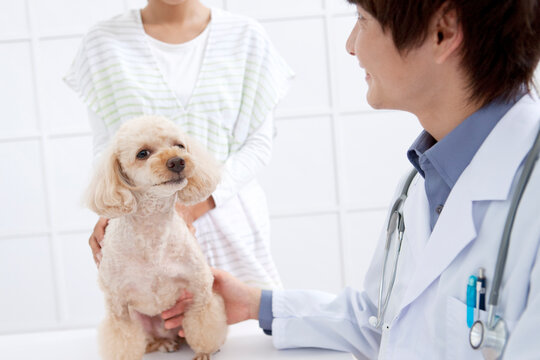 犬と飼い主と獣医