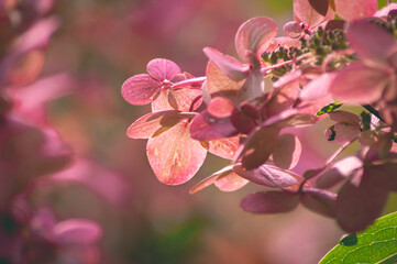 Autumn flowers. Pink flowers. Autumn background. 