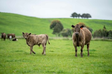 Close up of Stud Beef bulls and cows grazing on grass in a field, in Australia. eating hay and...