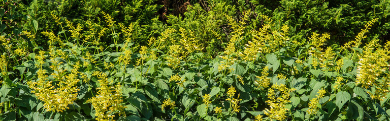 黄色いサルビアのグループ／Salvia madrensis
