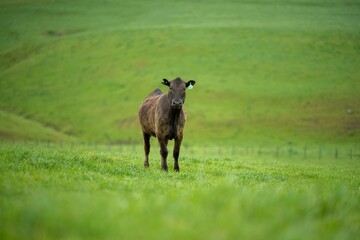 Close up of Stud Beef bulls and cows grazing on grass in a field, in Australia. eating hay and...