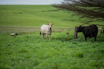 Close up of Stud Beef bulls and cows grazing on grass in a field, in Australia. eating hay and...