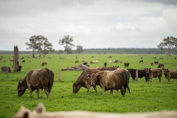 Close up of Stud Beef bulls and cows grazing on grass in a field, in Australia. eating hay and...