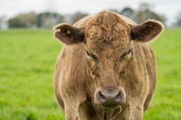 Close up of Stud Beef bulls and cows grazing on grass in a field, in Australia. eating hay and...