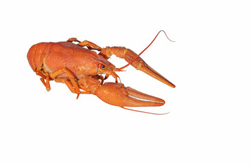 crayfish on white
Boiled crayfish on a white plate. Orange crayfish.